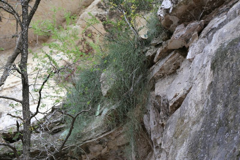 Ephedra pedunculata, photographed by Reid Hardin