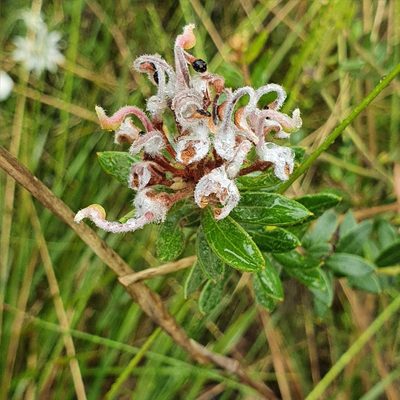 Grevillea buxifolia, photographed by ronavery
