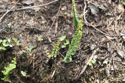 Lindsaea linearis, photographed by Greg Tasney