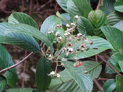 Tetracera sarmentosa, photographed by Toby Y