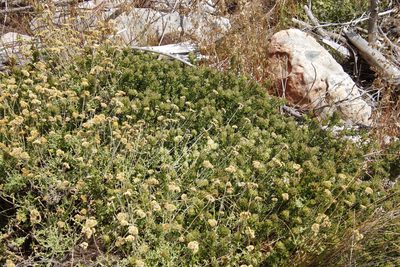 Psoralea fruticans, photographed by Tony Rebelo