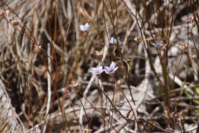 Wahlenbergia capensis, photographed by Tony Rebelo