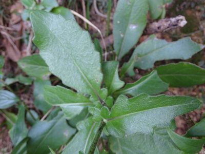 Gynura divaricata, photographed by Toby Y