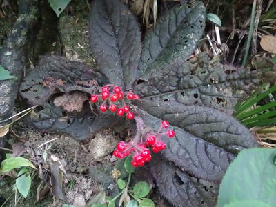 Ardisia primulifolia, photographed by Toby Y
