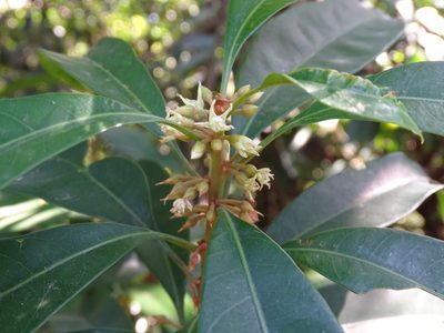 Sideroxylon wightianum, photographed by Toby Y