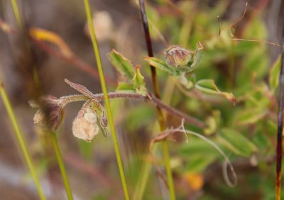 Hermannia hyssopifolia, photographed by Tony Rebelo
