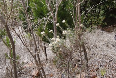 Phylica pubescens, photographed by Tony Rebelo