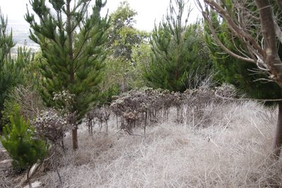 Phylica pubescens, photographed by Tony Rebelo