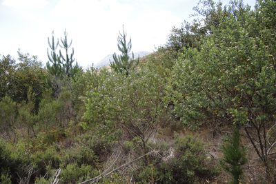 Podalyria calyptrata, photographed by Tony Rebelo