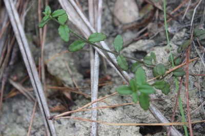 Gonocarpus incanus, photographed by Joe Dillon