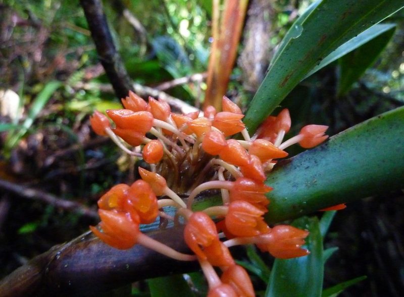 Maxillaria fulgens, photographed by Thibaud Aronson