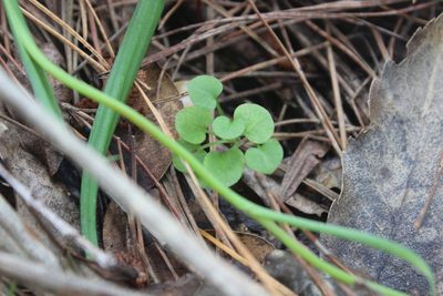 Pterostylis alobula, photographed by Joe Dillon