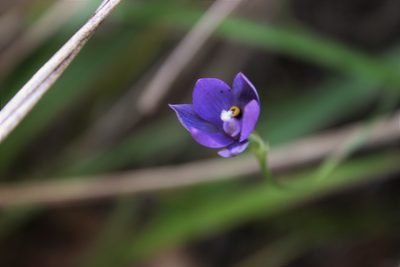 Thelymitra nervosa, photographed by Joe Dillon