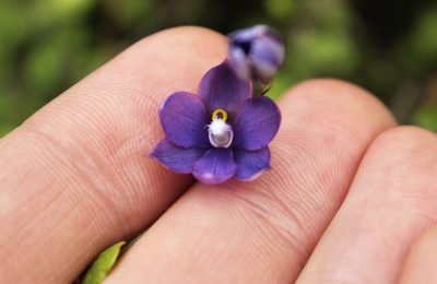 Thelymitra nervosa, photographed by Joe Dillon