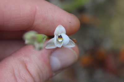 Thelymitra longifolia, photographed by Joe Dillon
