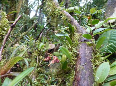 Masdevallia molossoides, photographed by Thibaud Aronson