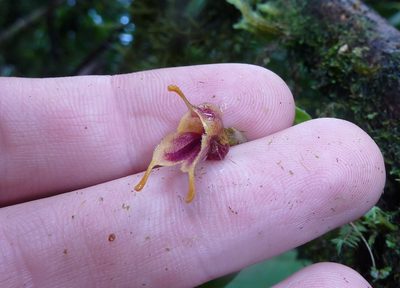 Masdevallia molossoides, photographed by Thibaud Aronson