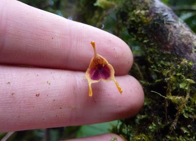 Masdevallia molossoides, photographed by Thibaud Aronson