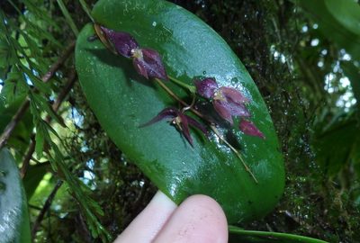 Pleurothallis rowleei, photographed by Thibaud Aronson