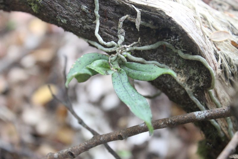 Drymoanthus flavus, photographed by Joe Dillon