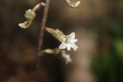 Gastrodia cunninghamii, photographed by Joe Dillon