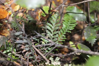 Notogrammitis heterophylla, photographed by Joe Dillon