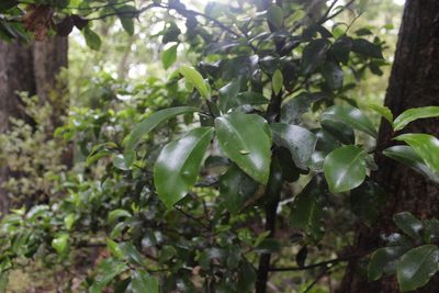 Pseudowintera axillaris, photographed by Joe Dillon