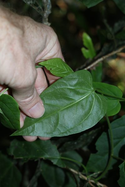 Vincetoxicum paniculatum, photographed by Greg Tasney