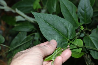 Vincetoxicum paniculatum, photographed by Greg Tasney