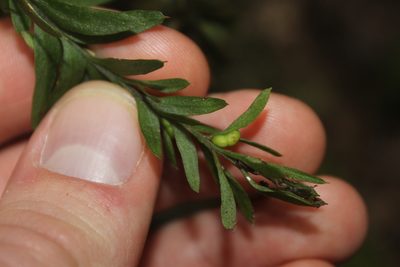 Tmesipteris elongata, photographed by Joe Dillon