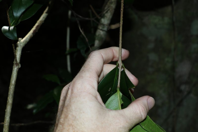 Notelaea venosa, photographed by Greg Tasney