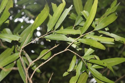 Nestegis lanceolata, photographed by Joe Dillon
