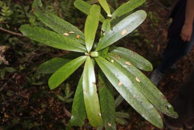 Myrsine salicina, photographed by Joe Dillon