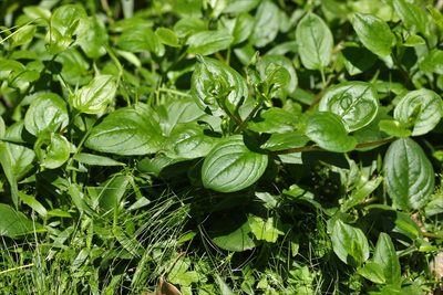 Hackelia latifolia, photographed by Greg Tasney