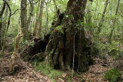 Nothofagus moorei, photographed by Greg Tasney