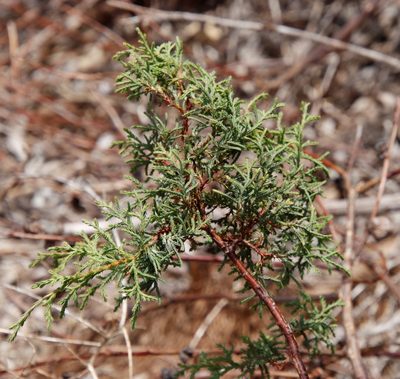 Hesperocyparis lusitanica, photographed by Tony Rebelo
