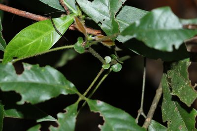 Karrabina benthamiana, photographed by Greg Tasney