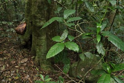 Sloanea woollsii, photographed by Greg Tasney