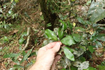 Heritiera trifoliolata, photographed by Greg Tasney
