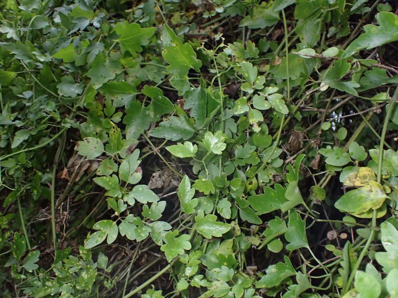Clematis forsteri, photographed by Lisa Bennett