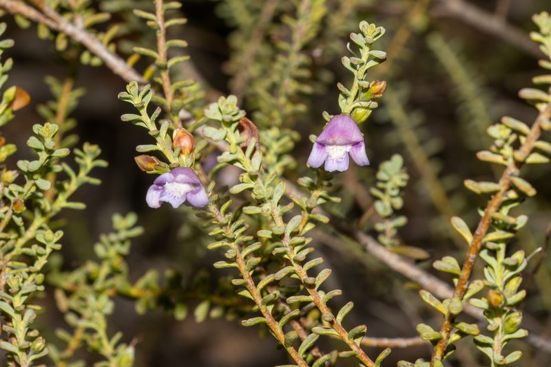 Eremophila weldii, photographed by T. Hammer