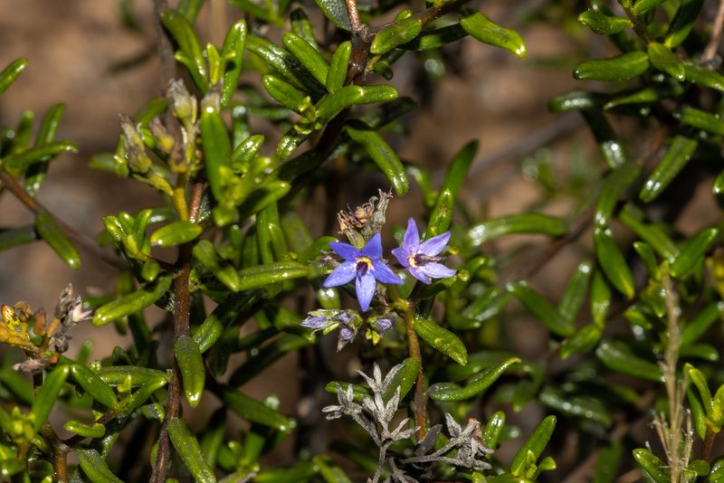 Halgania andromedifolia, photographed by T. Hammer