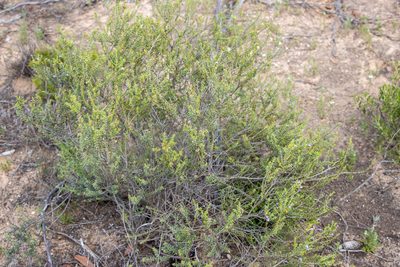 Eremophila weldii, photographed by T. Hammer