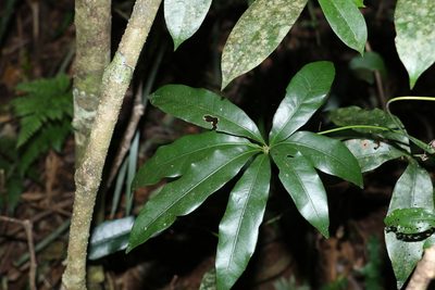 Heritiera actinophylla, photographed by Greg Tasney