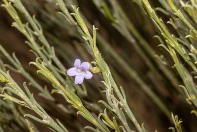 Eremophila scoparia, photographed by T. Hammer