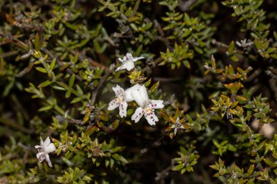 Westringia rigida, photographed by T. Hammer