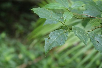 Solanum inaequilaterum, photographed by Greg Tasney