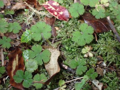 Hydrocotyle elongata, photographed by Lisa Bennett
