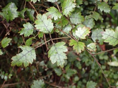 Rubus australis, photographed by Lisa Bennett