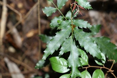 Elattostachys nervosa, photographed by Greg Tasney